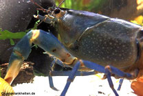 Die Flecken bei deisem Cherax am Greifarm sind keine Krankheit. Alle Narben oder Verletzungen verfärben sich so. Foto: www.porkpie.at 