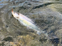 Lachse angeln in Norwegen, mittlerer Fluss, mit Blinker