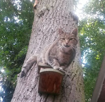 Ziemlich dickes Eichhörnchen! ;-)