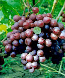 Купить саженцы винограда сорта Томайский