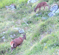 Biche et faon, juillet 2023.