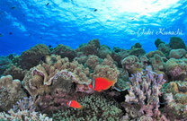 宮古島スキンダイビングツアー