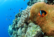 沖縄北部アオサンゴスキンダイビング＆やんばる体験