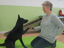 Hundephysiotherapie Heike Amthor