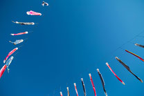 日本　北海道　carp streamer of Jozankei Japan Hokkaido