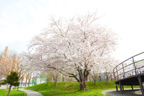 公園の桜の木2