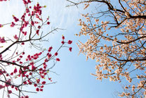 日本　北海道　札幌　Red plum and white plum