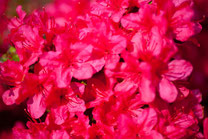 赤い花のイメージ1