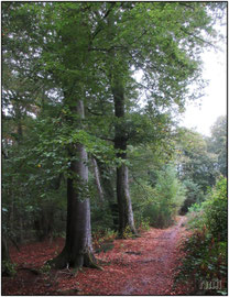 beech trees in fall