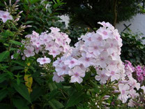 im Staudengarten blühen Phlox und Japanische Anemonen