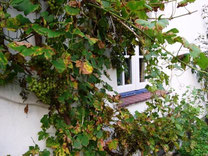 das Fischerhaus ist mit Wein berankt