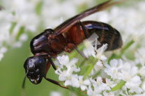 Braunschwarze Holzameise (Königin)