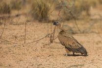 Vautour africain oiseau Sénégal Afrique Stage Photo J-M Lecat Non libre de droits