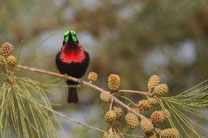 Souimanga à poitrine rouge oiseau Sénégal Afrique Stage Photo J-M Lecat Non libre de droits