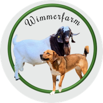 Züchter für Burenziegen -Boer Goat  -in Österreich