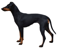 Manchester Terrier sitzend, Hund, Terrier, png
