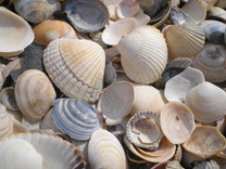 die Nadelepilation der Steinzeit...Muscheln