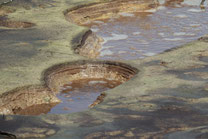 Hochmoor Soos bei Franzensbad