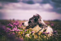 Idgie ist mein absoluter Seelenhund.