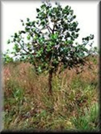Cerrado