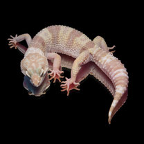 Leopardgecko 'Page' Phantom