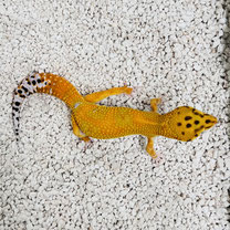 Leopardgecko 'Phoenix' Emerine