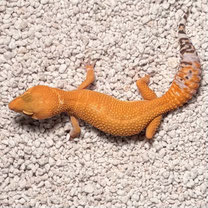 Leopardgecko 'Inferno' Mandarin Tremper Albino