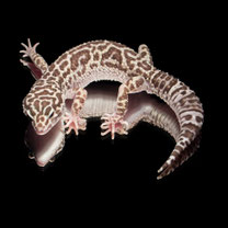 Leopardgecko 'Prynce' Phantom