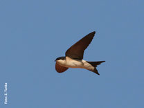 Mehlschwalbe im Flug