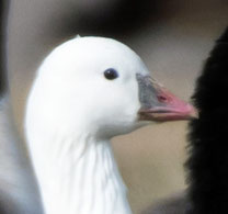 Ross' goose, Anser rossii, New Mexico