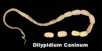 Dilypidium ; zoonose ; quand vermifuger son chiot ; vermifuge chienne gestante ; fréquence vermifuge chien ; vers chez le chien ; vermifuges chien ; vermifuger un chiot ; quand vermifuger un chien ; vermifuger son chien ; vermifuger un chien