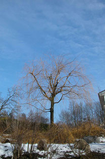 Weide nach dem Schnitt