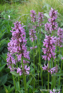 Stachys officinalis (wild)