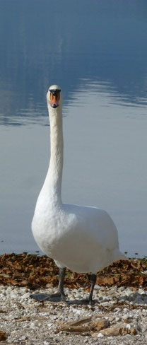 Grundlsee
