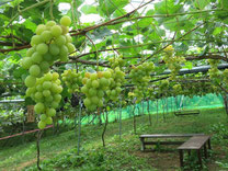 High-quality Grapes  "Shine Muscat"