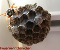 Wespen- und Bienennester entfernen