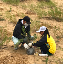 Tree planting activity in Xilinhot   Planted 76,800 seedlings of local plant together with volunteers from Japan