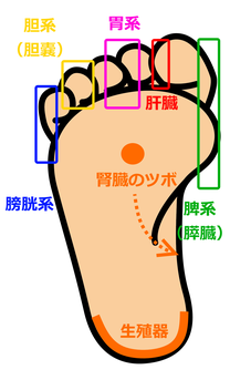 経絡はいろいろなものがあり一つに限らないそうです。復習がてら、自分なりに図にまとめてみました。自分の足をマッサージしてみて、痛みや腫れがある箇所は、体内からのSOSかも。