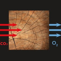 La Fotosintesi - CO2