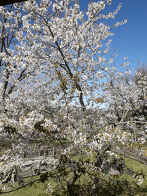 Blick aus dem Fenster in den Garten