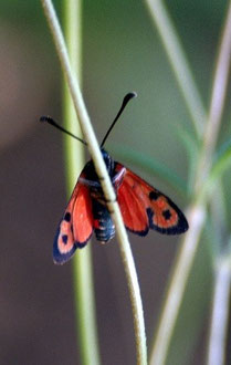 Z. elodia kalypso (Rif occidental) 