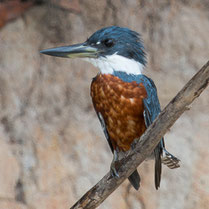 Coraciiformes
