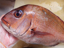 男鹿の魚　産地直送地魚