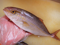 かんぱち　秋田の地魚　高級寿司　出前