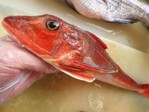 ホウボウ　男鹿の魚　産地直送地魚