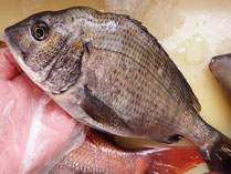 黒鯛　男鹿の魚　産地直送高級魚