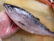 サクラマス　男鹿の魚　産地直送地魚