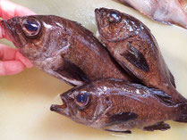 クロメバル　男鹿の魚　産地直送地魚