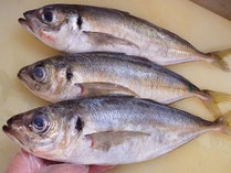 真鯵　秋田の地魚　高級寿司　出前