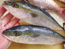 ワカシ　男鹿の魚　産地直送高級魚